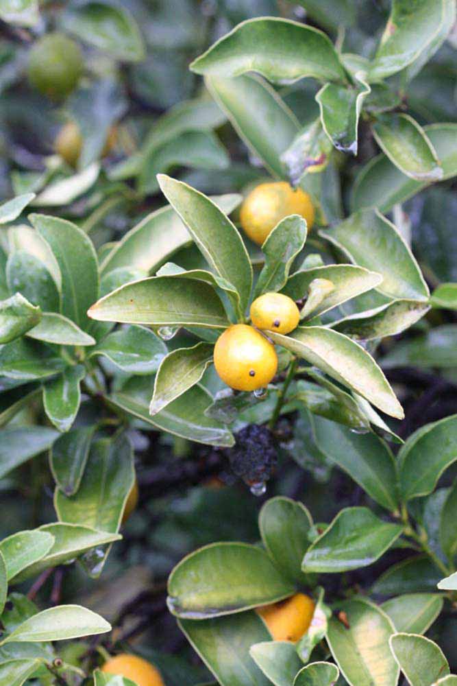            Sun leaves (Riverside, CA)   